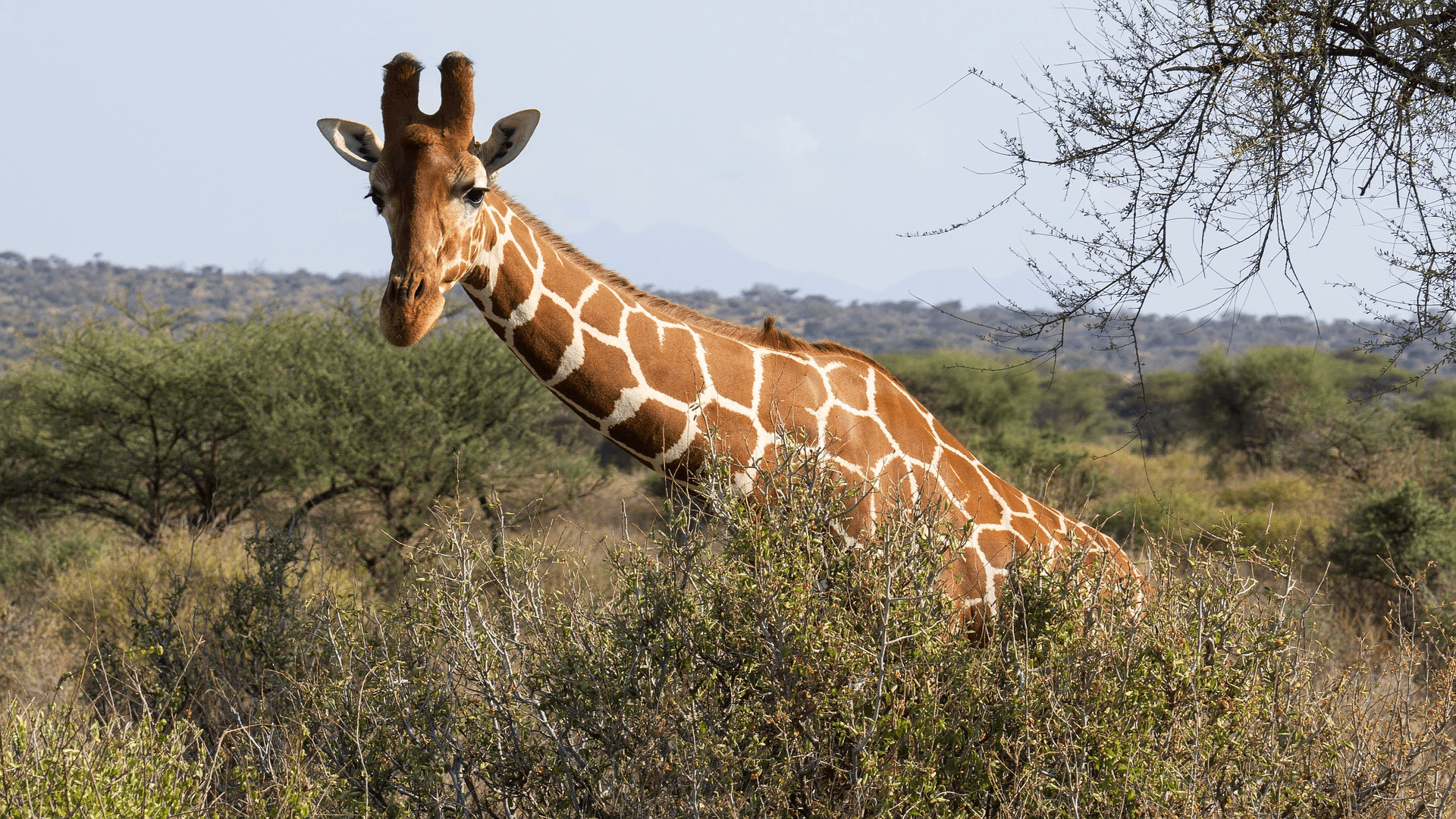 7-Day Luxury Masai Mara & Amboseli Experience gallery 5
