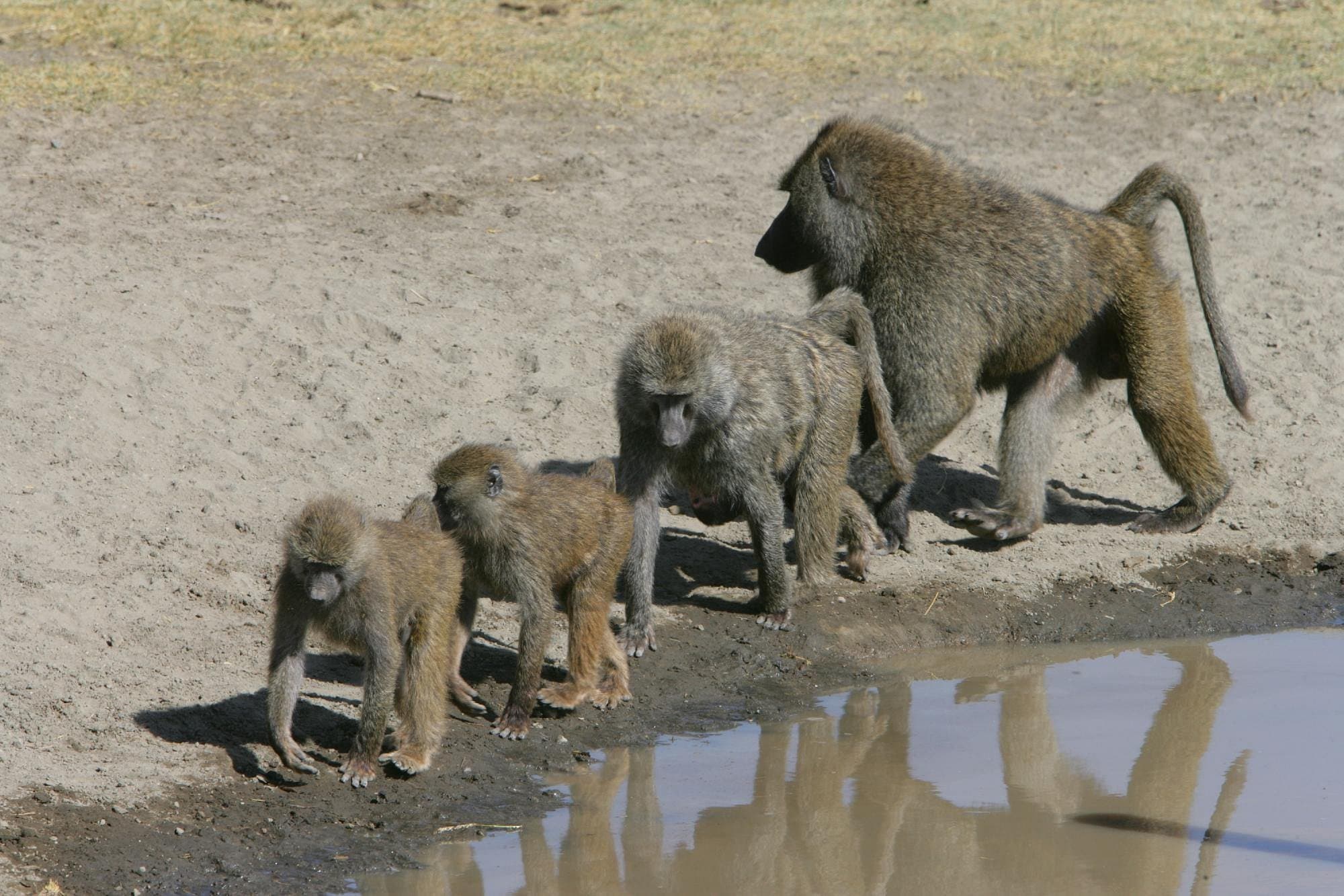 4-Day Masai Mara Group Joining Safari gallery 2