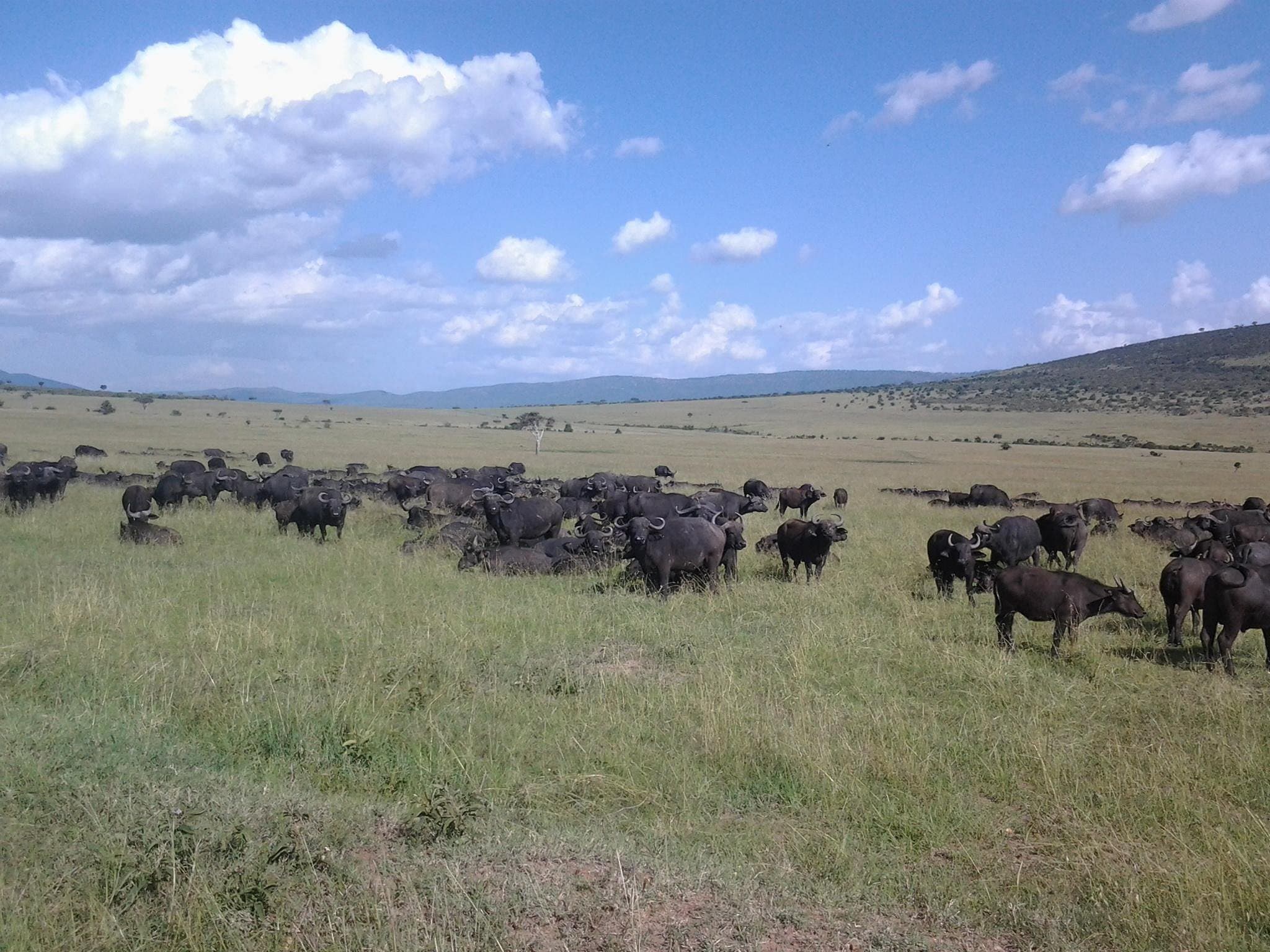 3-Day Masai Mara Safari gallery 3