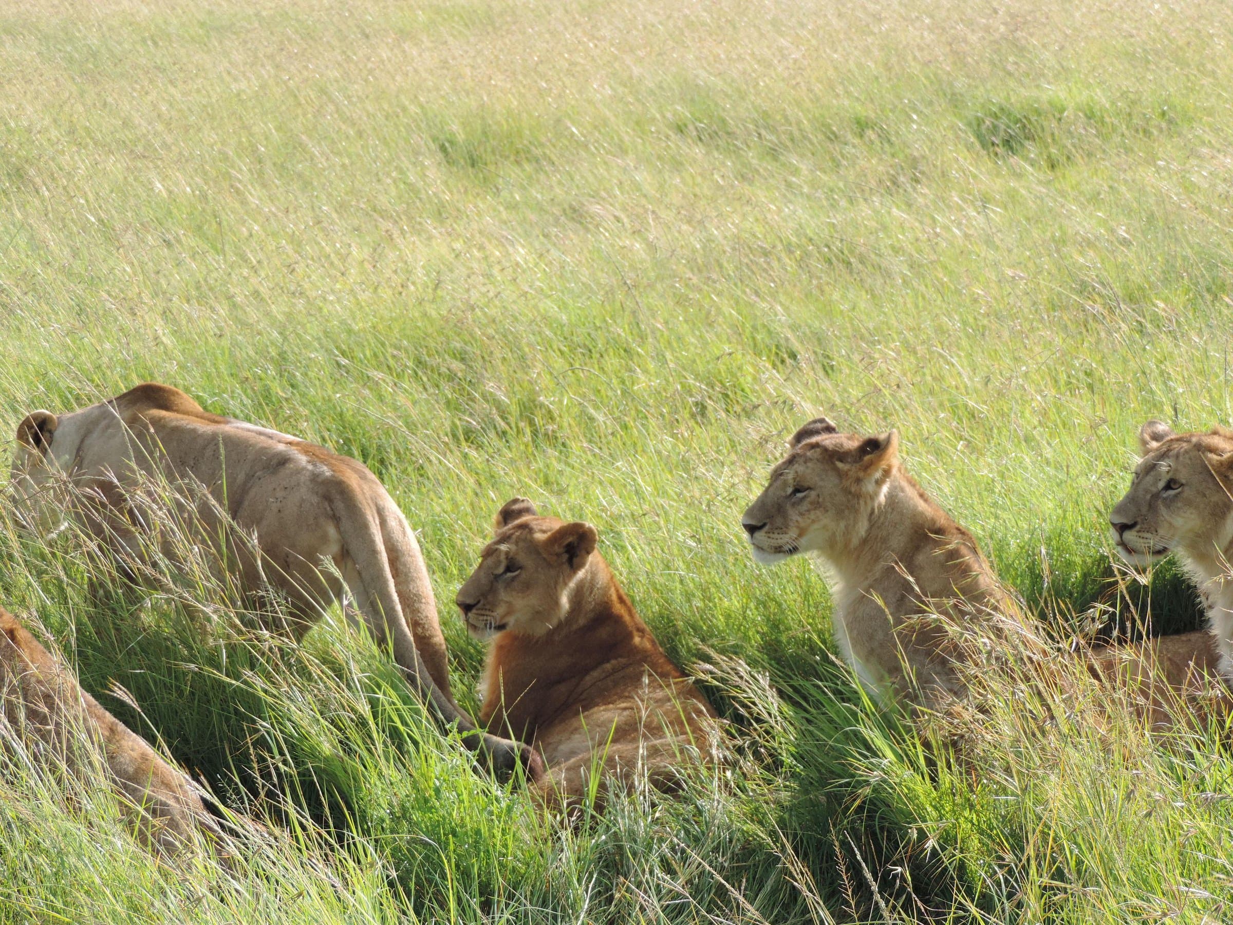 5-Day Amboseli, Tsavo West & Tsavo East Drop-off Mombasa gallery 2