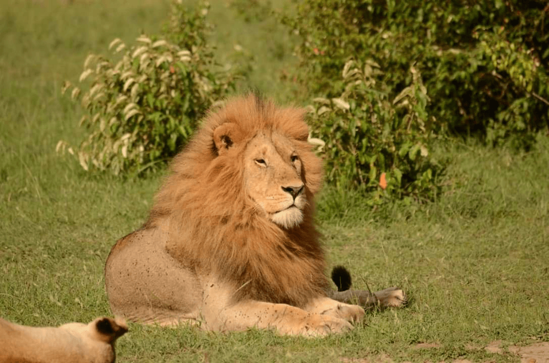 3-Day Masai Mara National Reserve Road Safari Tour gallery 2