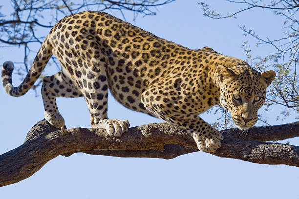 3-Day Masai Mara National Reserve Road Safari Tour gallery 4
