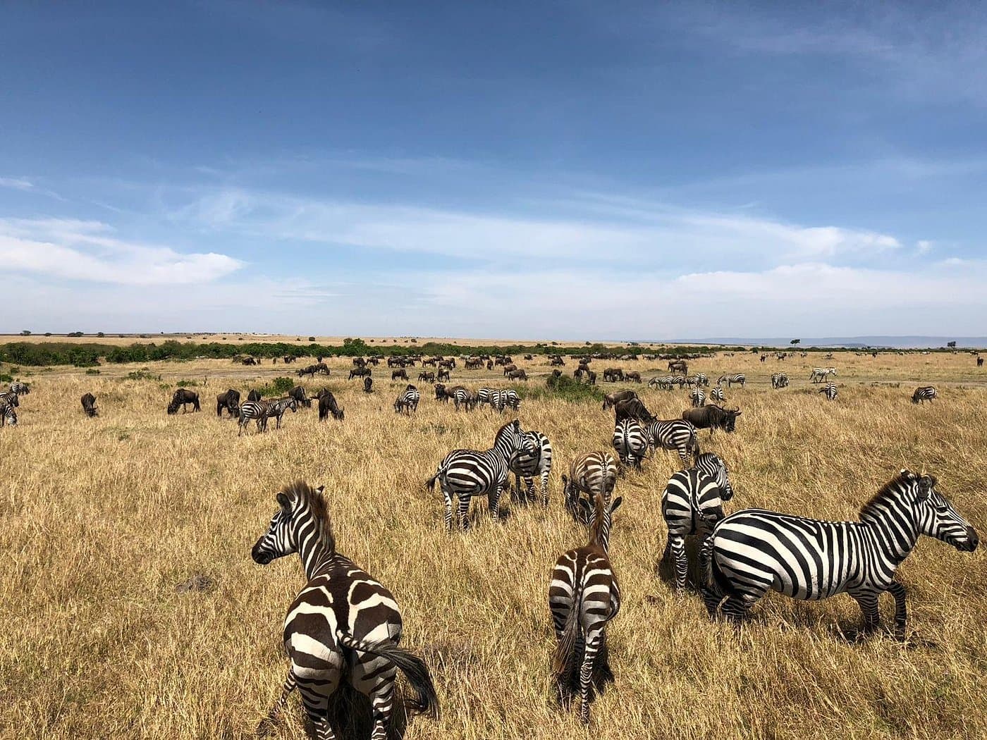6-Day Serengeti, Ngorongoro & Masai Mara gallery 5