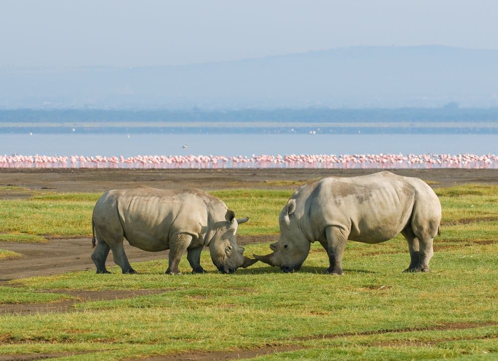8-Day Kenya & Tanzania Combined Safari gallery 5